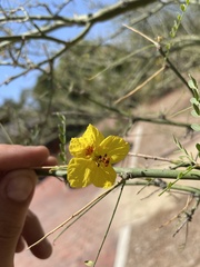 Parkinsonia