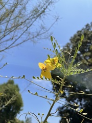 Parkinsonia