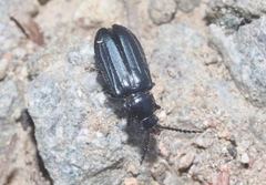 Aulacoscelis