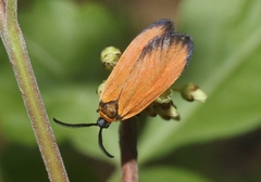 Pyromorpha dyari