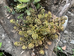 Sedum tetractinum