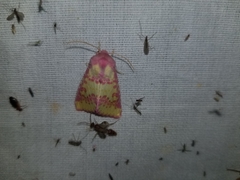 Psectrotarsia suavis