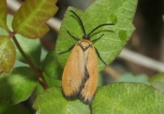 Pyromorpha dyari
