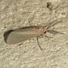 Pygarctia murina