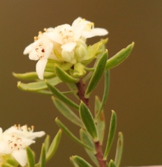 Lachnaea diosmoides