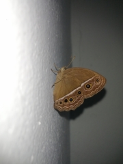 Mycalesis horsfieldi