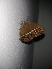 Mycalesis horsfieldi