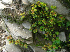 Sedum actinocarpum