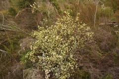 Lachnaea diosmoides