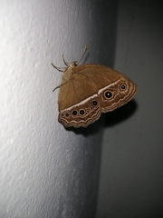 Mycalesis horsfieldi