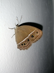 Mycalesis horsfieldi