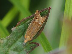 Lathronympha