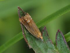 Lathronympha
