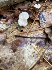 Marasmius delectans