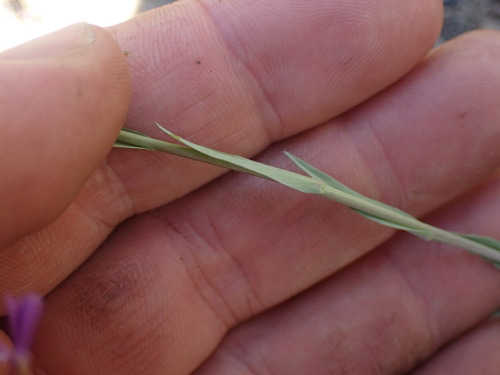 Image of Boechera divaricarpa by no rights reserved