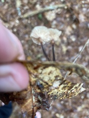 Marasmius delectans