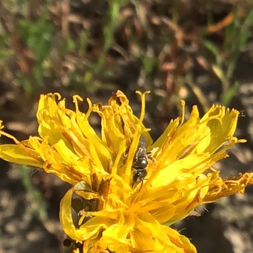 iNaturalist observation photo of Bees