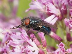 Protocalliphora azurea