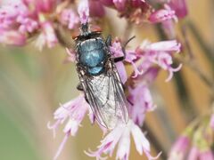 Protocalliphora azurea