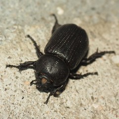 Hemiphileurus illatus