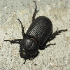 Hemiphileurus illatus