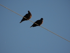 Patagioenas picazuro