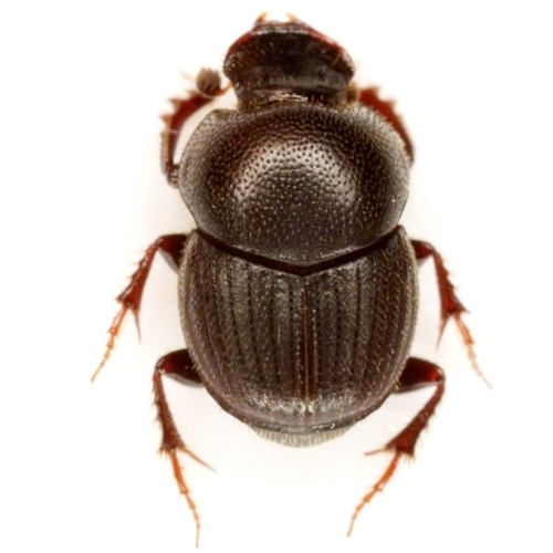 Pennsylvania Dung Beetle