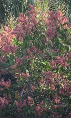 Triplaris americana
