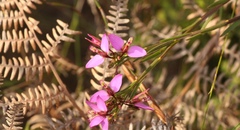 Polygala triquetra