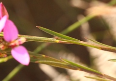 Polygala triquetra