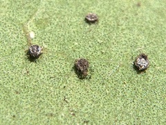 Euthoracaphis umbellulariae