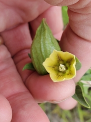 Physalis longifolia longifolia