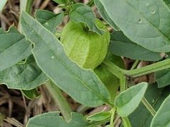 Physalis longifolia longifolia