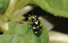 Liocoris