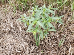 Physalis longifolia longifolia