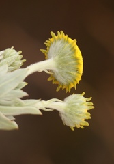 Schistostephium umbellatum