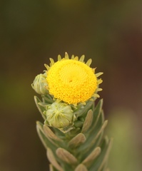Schistostephium umbellatum