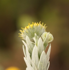 Schistostephium umbellatum