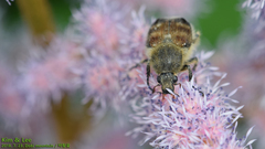 Lasiotrichius succinctus