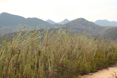 Schistostephium umbellatum