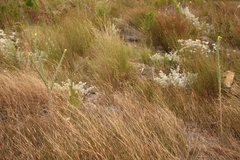 Schistostephium umbellatum