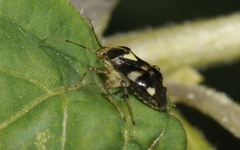 Liocoris