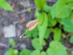 Erythronium montanum