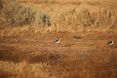 Himantopus mexicanus
