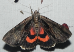 Catocala ultronia