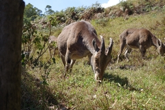Nilgiritragus hylocrius