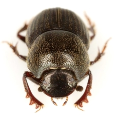 Onthophagus pennsylvanicus