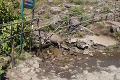 Nilgiritragus hylocrius