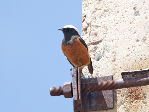 White-winged Redstart