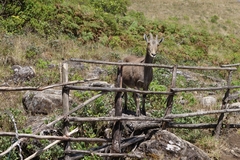 Nilgiritragus hylocrius